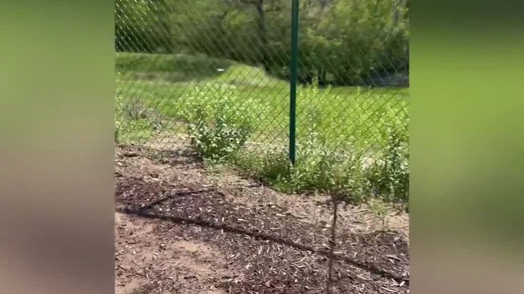 ⁣Planted 12 Trees 🌲 🌳 🌴 Today on the Farm‼️4 🍏 Apple Trees 🌳 4 🍐 Pear Trees 🌲 2 🍒 Cherry Trees 🌳 2 🍑