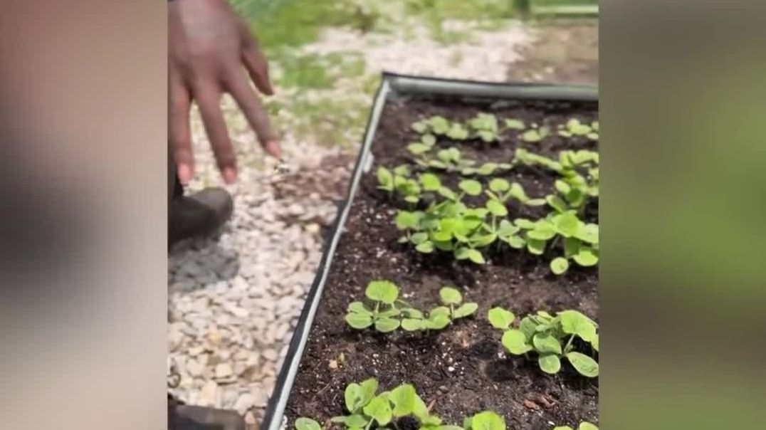 ⁣Dr. Yahki Rapha Elohim Farm Is Thriving 👩🏿‍🌾